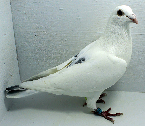 Band: 20084 AU FOYS 2025